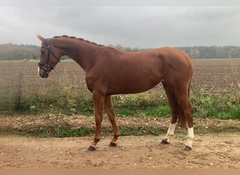 Koń oldenburski, Klacz, 3 lat, 166 cm, Kasztanowata