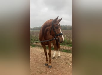 Koń oldenburski, Klacz, 3 lat, 166 cm, Kasztanowata