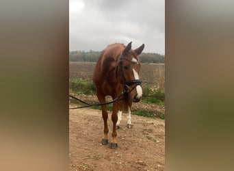 Koń oldenburski, Klacz, 3 lat, 166 cm, Kasztanowata