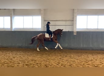 Koń oldenburski, Klacz, 3 lat, 166 cm, Kasztanowata