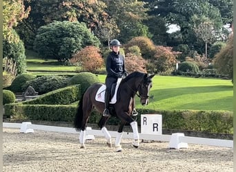 Koń oldenburski, Klacz, 3 lat, 166 cm