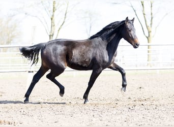 Koń oldenburski, Klacz, 3 lat, 167 cm, Ciemnogniada