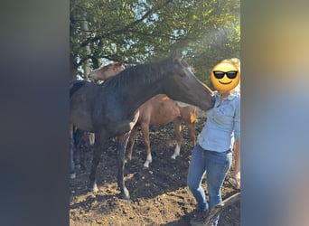 Koń oldenburski, Klacz, 3 lat, 167 cm, Ciemnogniada