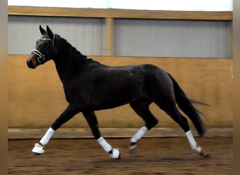 Koń oldenburski, Klacz, 3 lat, 167 cm, Ciemnogniada