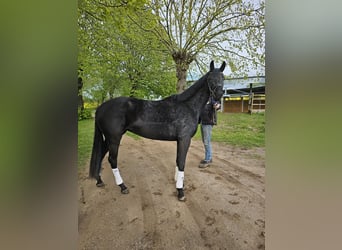 Koń oldenburski, Klacz, 3 lat, 167 cm, Kara