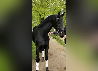 Koń oldenburski, Klacz, 3 lat, 167 cm, Kara