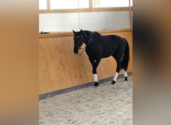 Koń oldenburski, Klacz, 3 lat, 167 cm, Kara