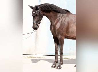 Koń oldenburski, Klacz, 3 lat, 167 cm, Kara