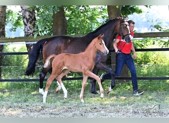 Koń oldenburski, Klacz, 3 lat, 167 cm, Kasztanowata
