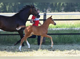 Koń oldenburski, Klacz, 3 lat, 167 cm, Kasztanowata
