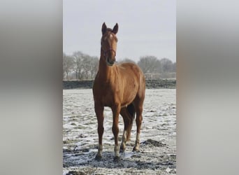 Koń oldenburski, Klacz, 3 lat, 167 cm, Kasztanowata