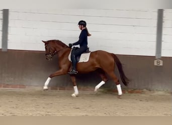 Koń oldenburski, Klacz, 3 lat, 167 cm, Kasztanowata