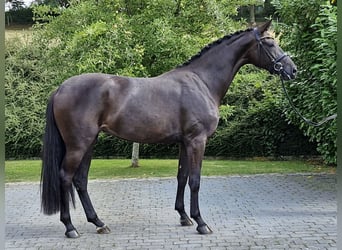Koń oldenburski, Klacz, 3 lat, 167 cm, Skarogniada