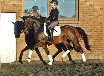 Koń oldenburski, Klacz, 3 lat, 168 cm, Ciemnogniada