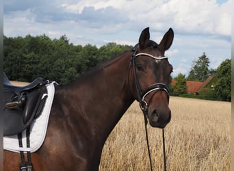 Koń oldenburski, Klacz, 3 lat, 168 cm, Ciemnogniada
