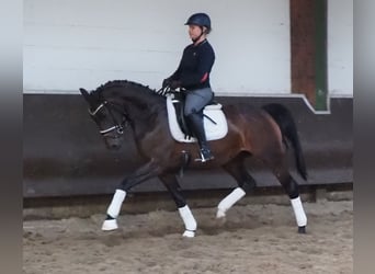 Koń oldenburski, Klacz, 3 lat, 168 cm, Ciemnogniada