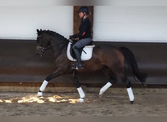 Koń oldenburski, Klacz, 3 lat, 168 cm, Ciemnogniada