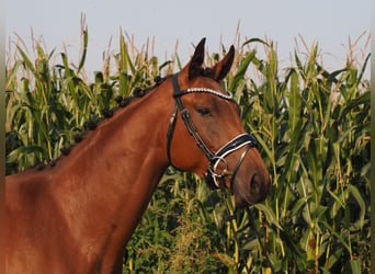 Koń oldenburski, Klacz, 3 lat, 168 cm, Gniada