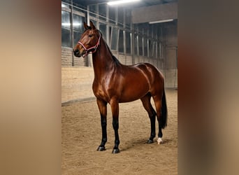 Koń oldenburski, Klacz, 3 lat, 168 cm, Gniada