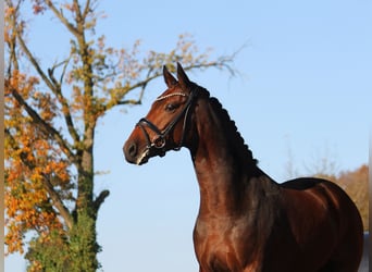 Koń oldenburski, Klacz, 3 lat, 168 cm, Gniada