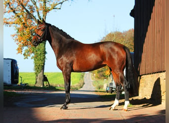 Koń oldenburski, Klacz, 3 lat, 168 cm, Gniada