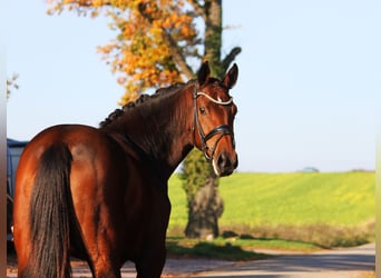 Koń oldenburski, Klacz, 3 lat, 168 cm, Gniada