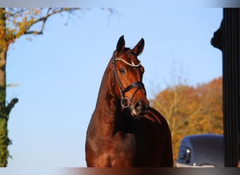 Koń oldenburski, Klacz, 3 lat, 168 cm, Gniada