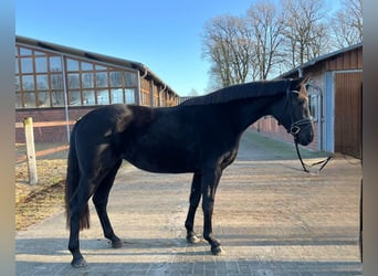 Koń oldenburski, Klacz, 3 lat, 168 cm, Kara