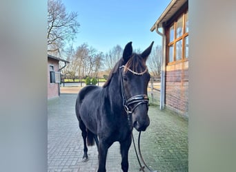 Koń oldenburski, Klacz, 3 lat, 168 cm, Kara