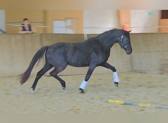 Koń oldenburski, Klacz, 3 lat, 168 cm, Kara