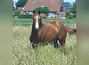 Koń oldenburski, Klacz, 3 lat, 168 cm, Kasztanowata