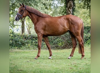 Koń oldenburski, Klacz, 3 lat, 168 cm, Kasztanowata