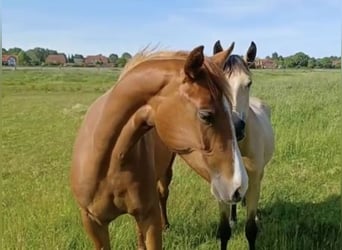 Koń oldenburski, Klacz, 3 lat, 168 cm, Kasztanowata