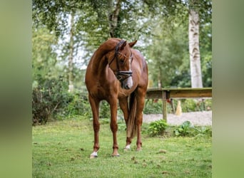 Koń oldenburski, Klacz, 3 lat, 168 cm, Kasztanowata