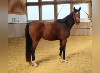 Koń oldenburski, Klacz, 3 lat, 169 cm, Gniada