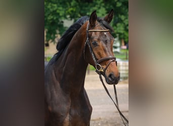 Koń oldenburski, Klacz, 3 lat, 169 cm, Gniada