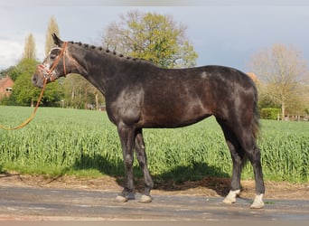 Koń oldenburski, Klacz, 3 lat, 169 cm, Karosiwa