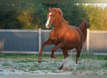 Koń oldenburski, Klacz, 3 lat, 169 cm, Kasztanowata