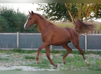 Koń oldenburski, Klacz, 3 lat, 169 cm, Kasztanowata