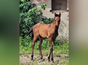 Koń oldenburski, Klacz, 3 lat, 169 cm, Skarogniada