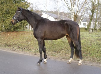 Koń oldenburski, Klacz, 3 lat, 170 cm, Ciemnogniada