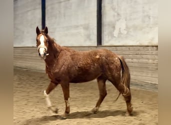 Koń oldenburski, Klacz, 3 lat, 170 cm, Ciemnokasztanowata