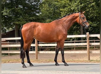 Koń oldenburski, Klacz, 3 lat, 170 cm, Gniada