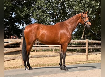 Koń oldenburski, Klacz, 3 lat, 170 cm, Gniada