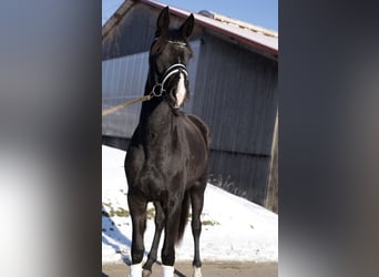 Koń oldenburski, Klacz, 3 lat, 170 cm, Kara