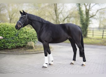 Koń oldenburski, Klacz, 3 lat, 170 cm, Kara