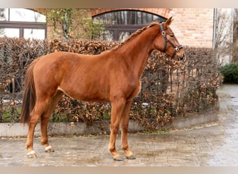 Koń oldenburski, Klacz, 3 lat, 170 cm, Kasztanowata