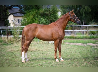 Koń oldenburski, Klacz, 3 lat, 170 cm, Kasztanowata