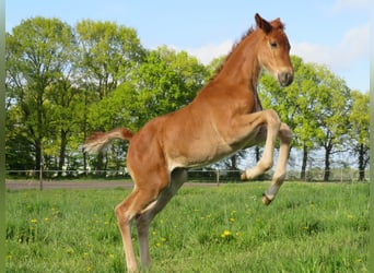 Koń oldenburski, Klacz, 3 lat, 170 cm, Kasztanowata