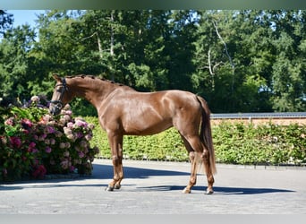 Koń oldenburski, Klacz, 3 lat, 170 cm, Kasztanowata